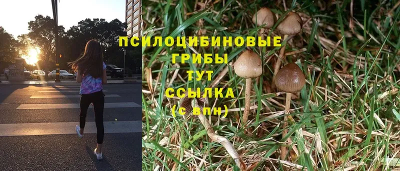 Галлюциногенные грибы Psilocybe  Курчатов 